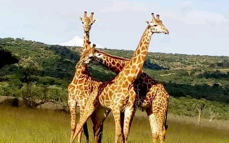 ライオン・サファリス・ルワンダ