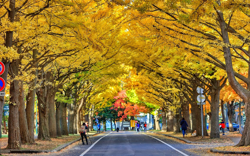 Hokkaido University Ginkgo Avenue