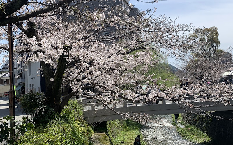 一の坂川桜並木