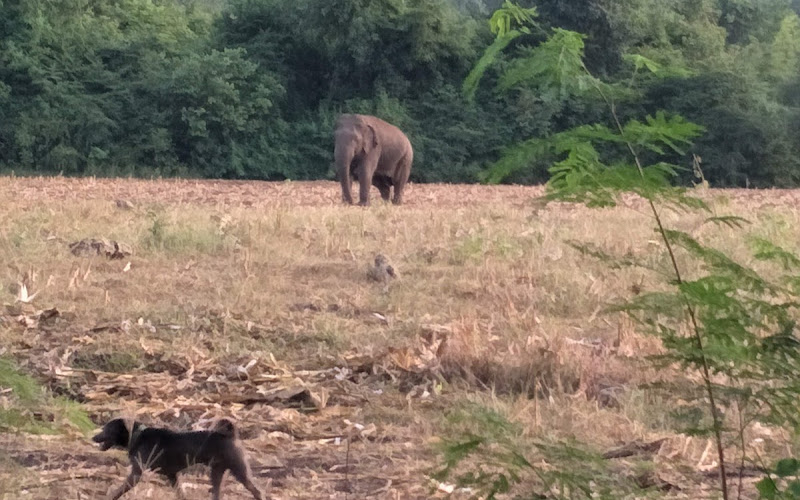 Salakpra Wildlife Sanctuary