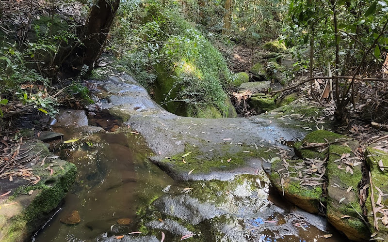Sheldon Forest Walking Track (Warragal Rd Entry)