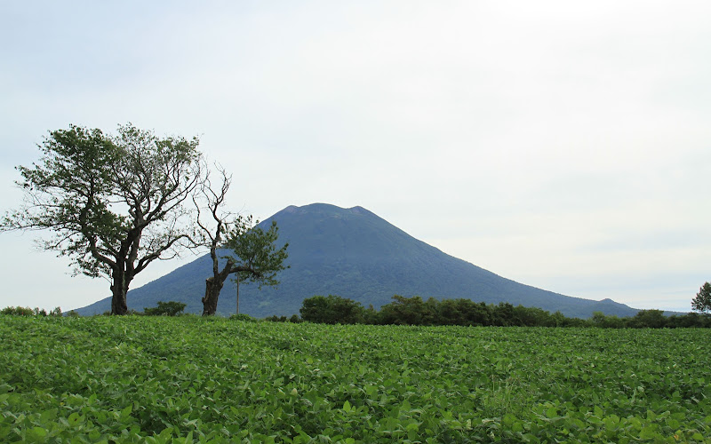 双子のさくらんぼの木