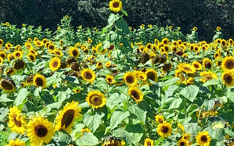 Joyer Adventure Farm at Waldoch Farm