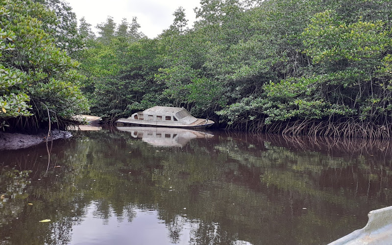Hutan Mangrove