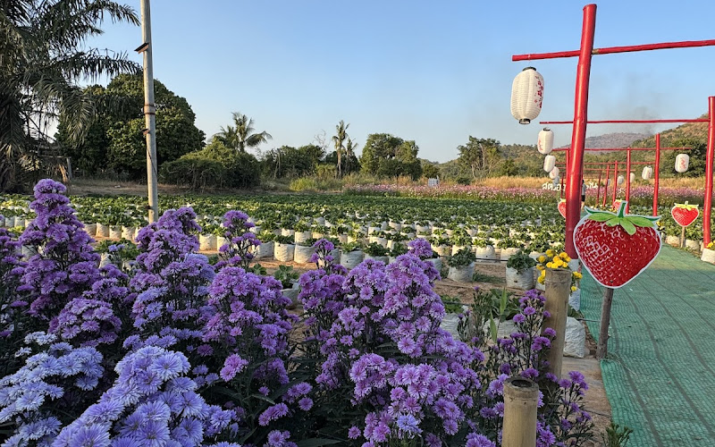 สตรอเบอร์รี่บ้านไร่