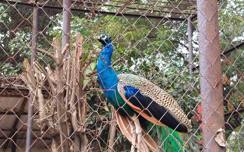 セントラル IG パーク