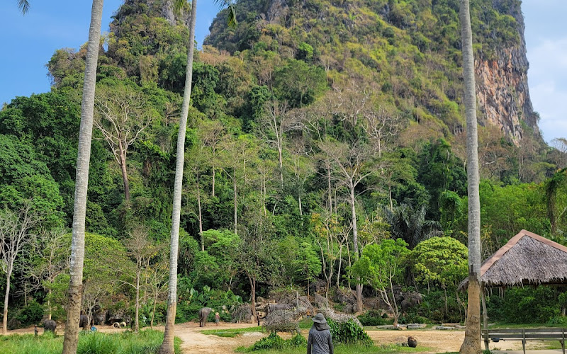 Ao Nang Elephant Sanctuary Krabi (Booking is needed)