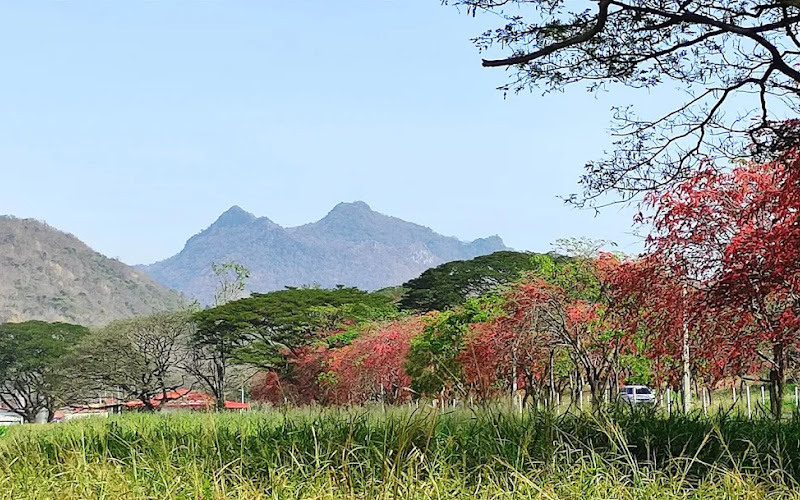 Red Rose Flower Road