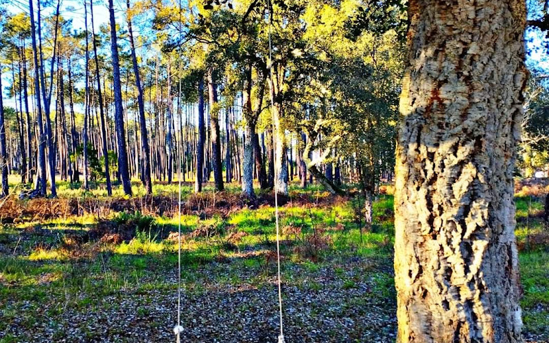 Baloiço do Forno da Telha