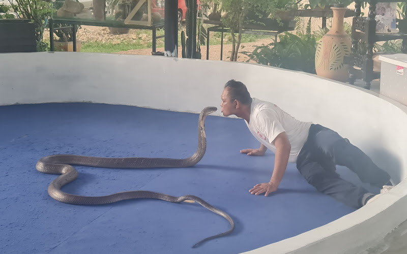Krabi Snake Park and Kingcobra show