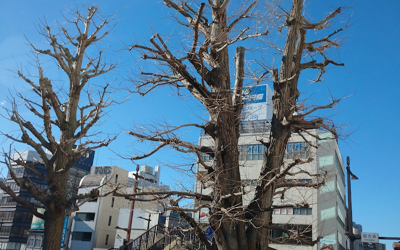 大銀杏