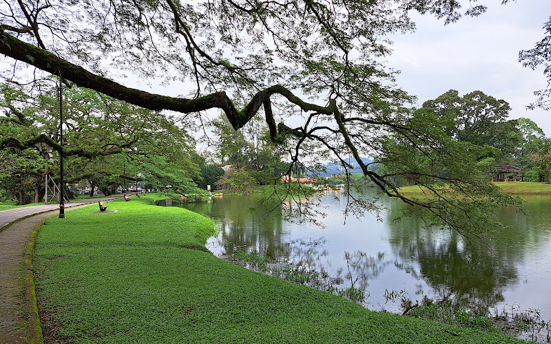 That Taiping Tree