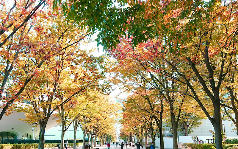 代々木公園 ケヤキ並木通り
