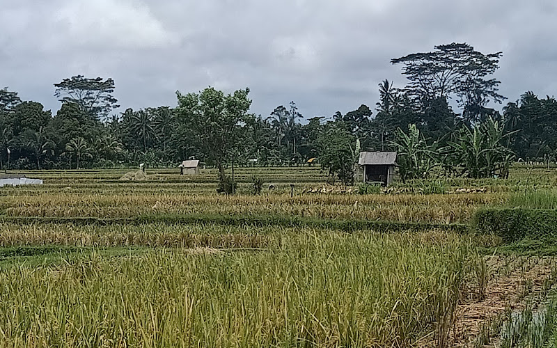 Kelusa Rice fields