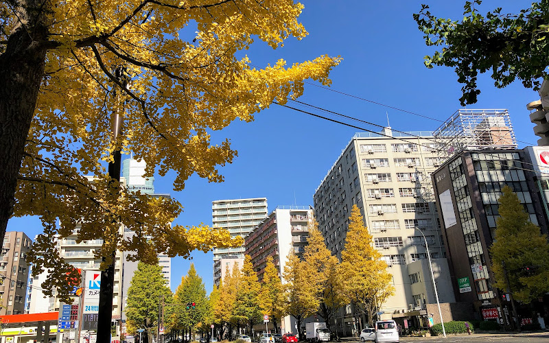 Atagokamisugi dori Ave Ginkgo trees