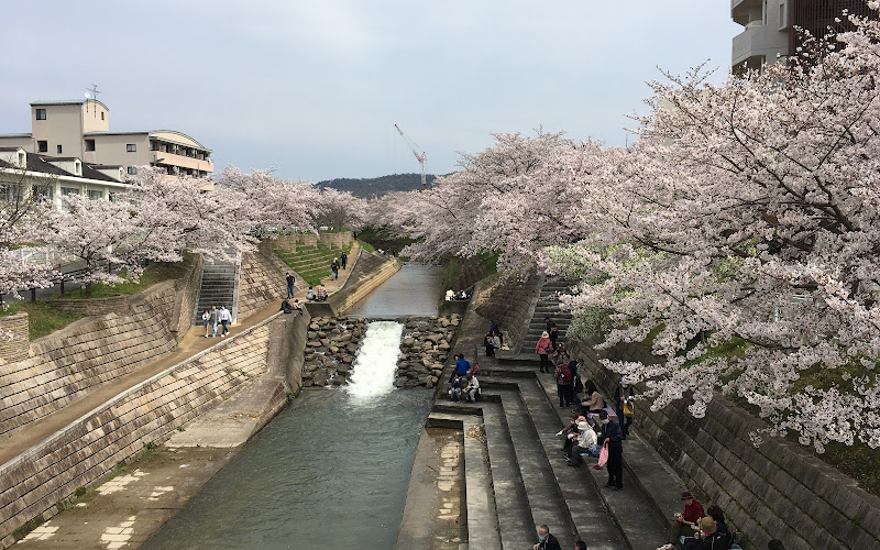 Cherry Trees on the Saho River