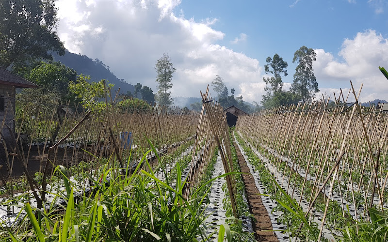 Mount Batur Trekking Guide