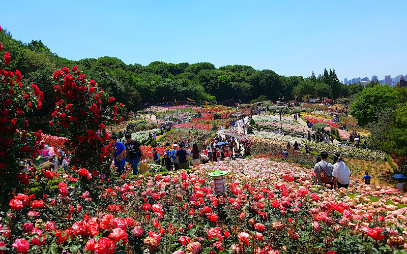 도당근린공원 백만송이장미원