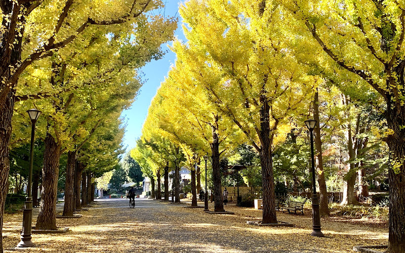 洞峰公園プロムナードの銀杏並木