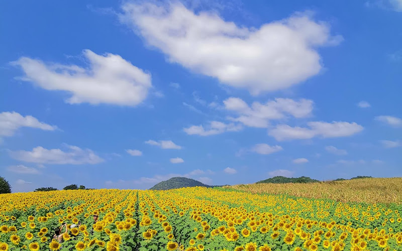 ライマニーソン