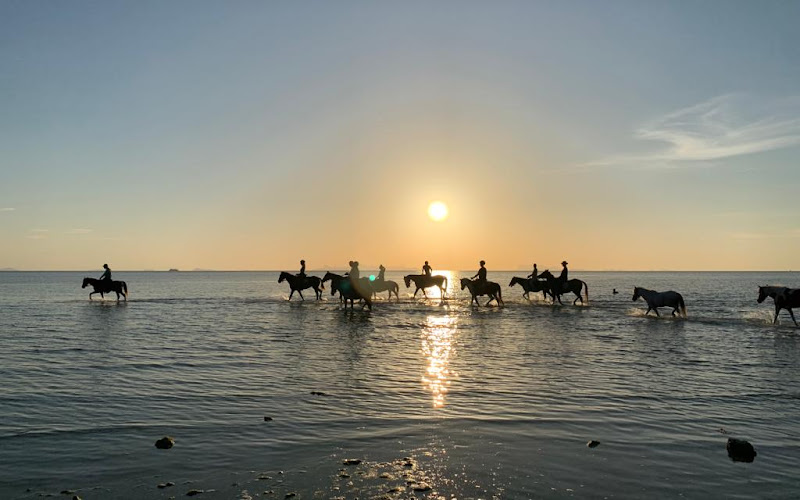 COLTS Horse Riding Koh Samui