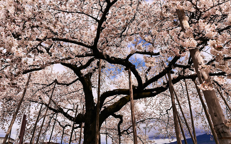 旭昇桜