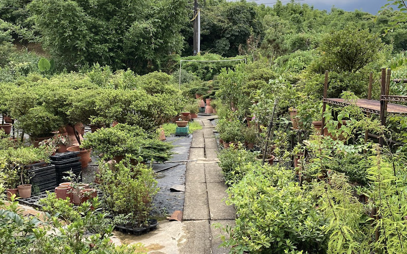 金山熊熊花圃杜鵑花圃坊、DIY手作/親子體驗/花苗販售/咖啡/烤玉米