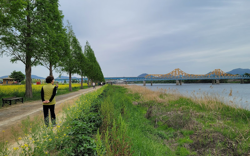 창녕 남지 유채밭