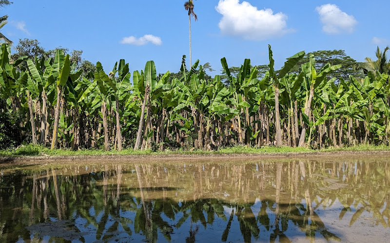Bali Bird Walks