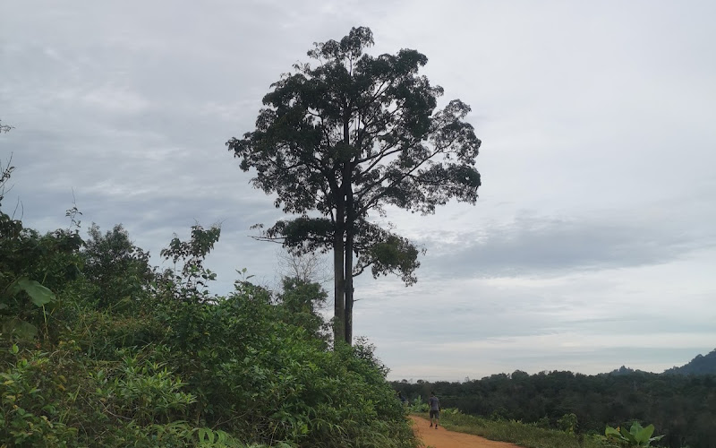 ビッグトゥリー スリ アラム ジャングルパーク