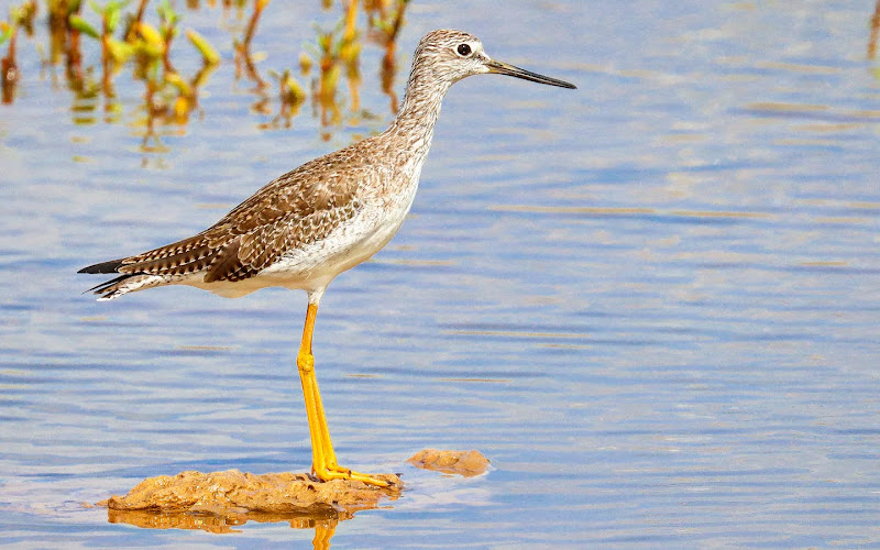 Birdwatching and Nature Tours Aruba