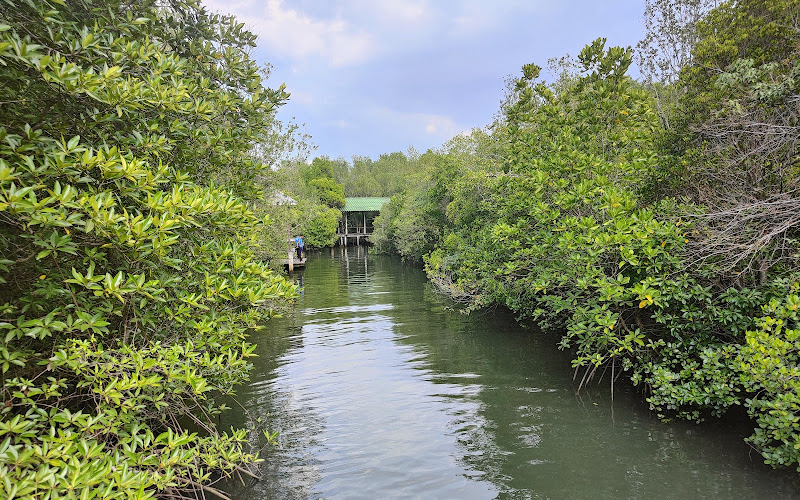 ป่าชายเลน สอ.รฝ.