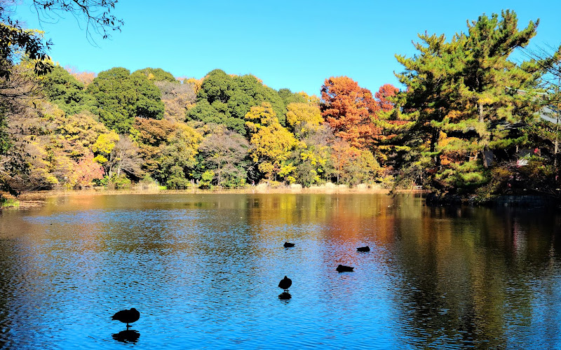 東京都立石神井公園
