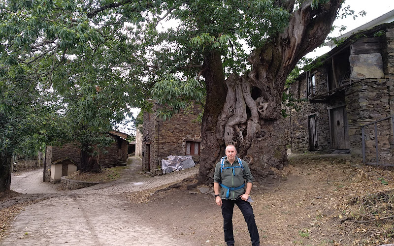 Castiñeiro Centenario