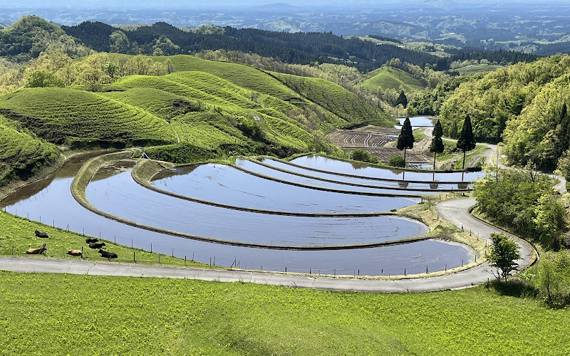 오기(부채) 다랭이 논