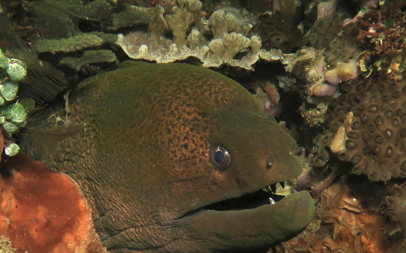 Angel Canyon Coral Reef