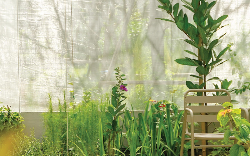 Little Big wings @ Little Stove & Little Stump