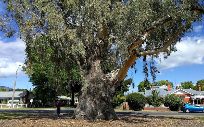 The Big Tree
