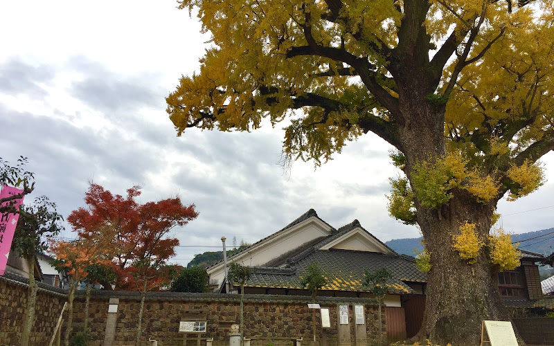 Ginkgo Tree of Arita