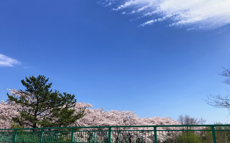 Ono River Sakura Corridor