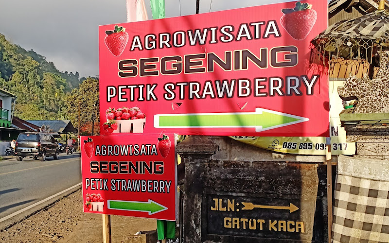 Agrowisata Segening. Kawasan Petik Stroberi