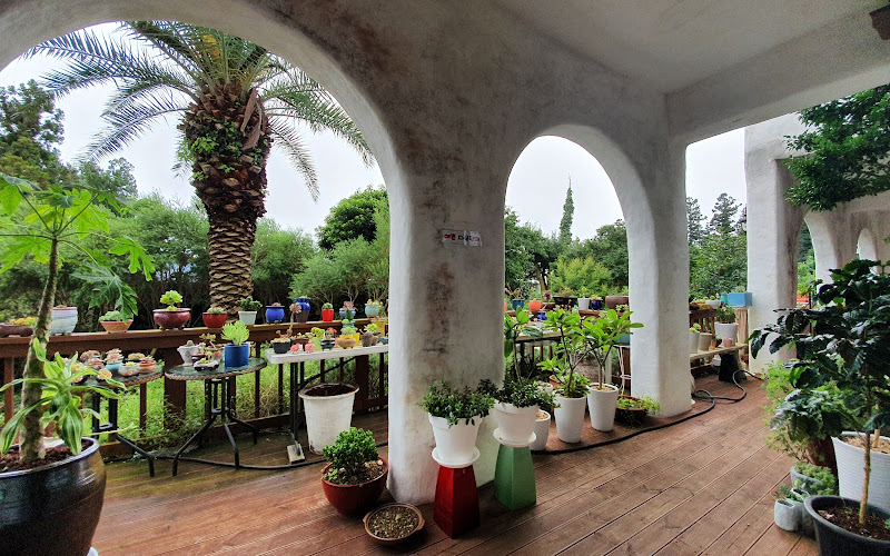 강정 2442 꽃피우다