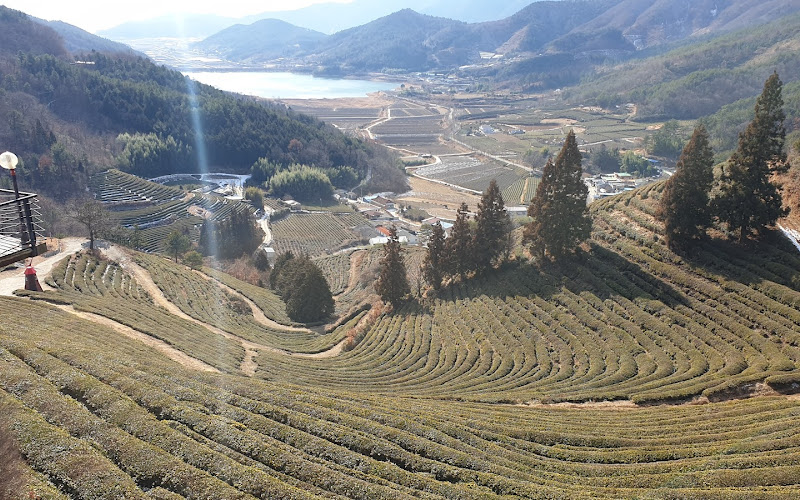 보성차밭 전망대