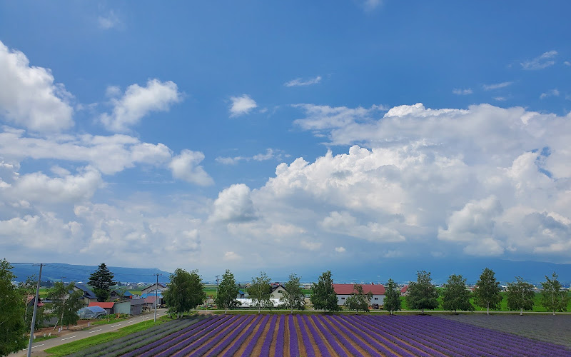 Farm Tomita Lavender East