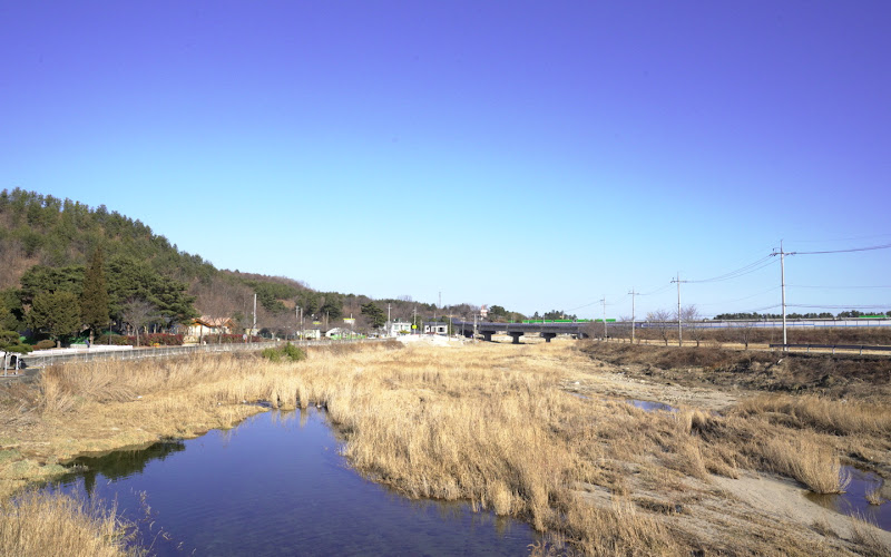 삼척 궁촌리 음나무