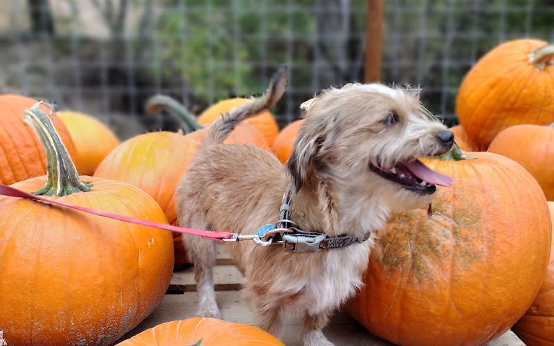 Spooktacular Nights at YesterLand Farm