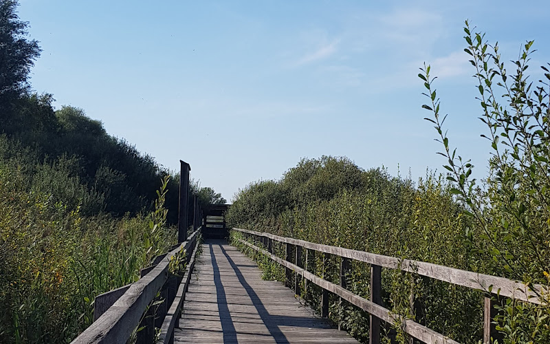 Schilfsteg am Dümmer See