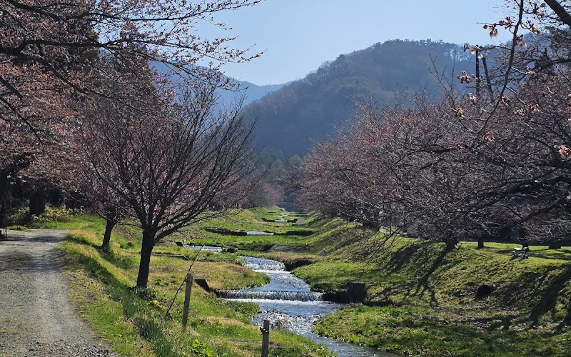 Kannonji Gawasakuranamiki Park
