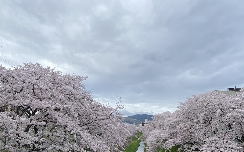 佐保川の桜並木
