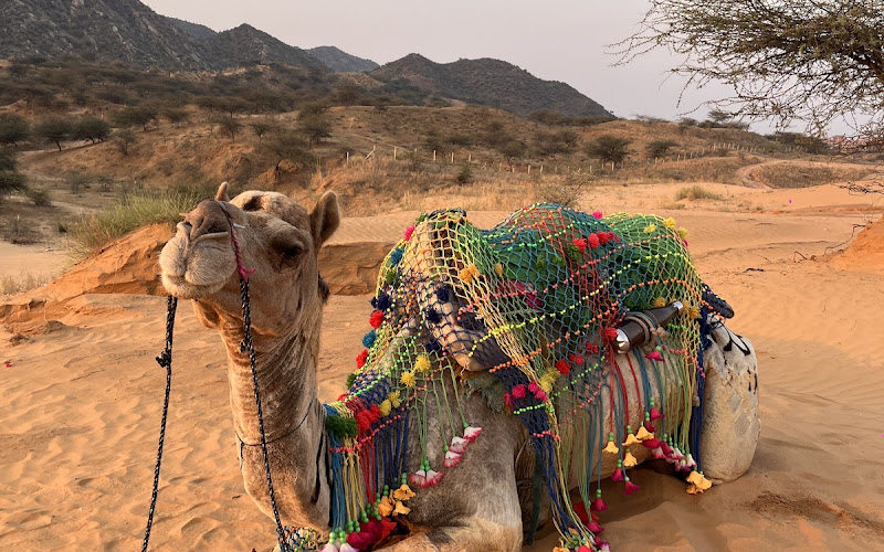 Pushkar Paradise Camel Safari